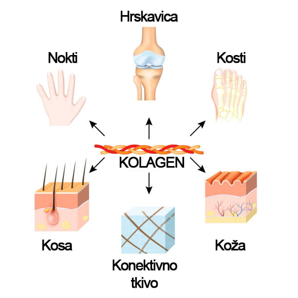 kolagen - vitamin c - zima - herba.hr - imunitet - prehlada - virusi - bakterije - mediteranski faktor - biljna ljekarna